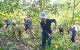 Điện Biên: Lên phương án giải quyết dứt điểm tranh chấp đất rừng
