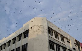 Ô nhiễm tiếng ồn từ việc nuôi chim yến trong khu dân cư