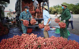 Thu hơn 6.800 tỷ đồng từ vải thiều, Bắc Giang "thành công trong gian khó"