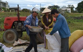 UBND tỉnh họp bàn biện pháp tăng cường quản lý thu thuế trong lĩnh vực cà phê