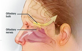 Bộ Y tế yêu cầu giám sát phòng, chống nhiễm amip ăn não