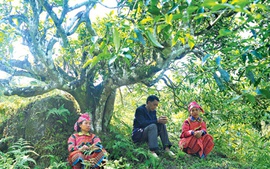 Bàn về chè và trà