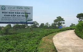 Sản xuất chè an toàn, mở hướng làm giàu mới 