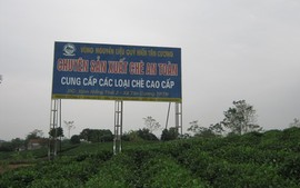 Làm giàu từ cây chè