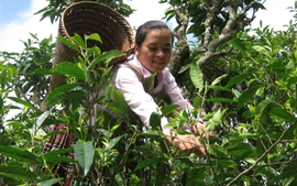 Ấm no nhờ cây chè