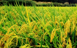 Hải Dương phát triển giống lúa, vùng lúa hàng hóa tập trung