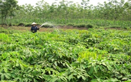 Thanh Hóa phấn đấu trồng mới 2.176 ha cao su