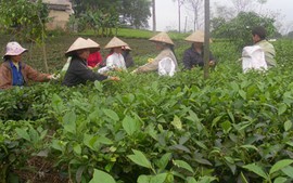 Phòng trừ sâu bệnh hại chè tại Thái Nguyên