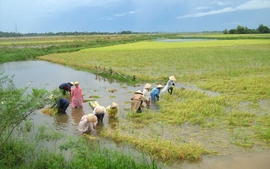 Bắc Giang: Tiêu úng cho 1.900 ha lúa, thuỷ sản