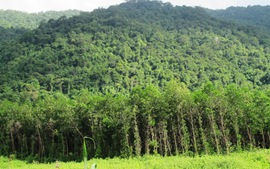 Quảng Ngãi: Nâng độ che phủ rừng lên 50% vào năm 2015