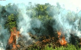 Nguy cơ cháy rừng cấp cực kỳ nguy hiểm tại 10 tỉnh