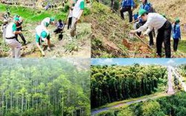 Khoán bảo vệ rừng 200.000 đồng/ha mỗi năm