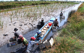 Netherlands finances US$19.5 million for climate adaptation project in Vinh Long