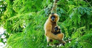 Vườn quốc gia Cát Tiên nhận 4 giải thưởng quốc tế về du lịch sinh thái