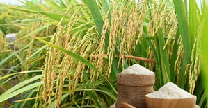 Thông qua nội dung Bản ghi nhớ hợp tác thương mại gạo Việt Nam – Singapore