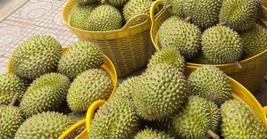 Nâng cao chất lượng kiểm nghiệm để phục vụ xuất khẩu sầu riêng