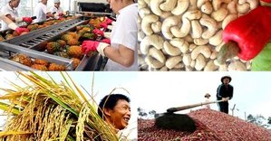 Công điện của Thủ tướng Chính phủ về chủ động triển khai các biện pháp bảo đảm sản xuất, chế biến, tiêu thụ và xuất khẩu nông sản