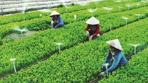 Cần quy định cụ thể các loại hình Hợp tác xã và thu hút nguồn nhân lực chất lượng cao