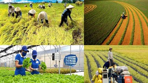 Từ ruộng đồng đến livestream: Hành trình lan toả sản phẩm của nông dân