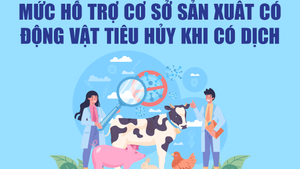 Infographics: Mức hỗ trợ cơ sở sản xuất có động vật tiêu huỷ khi có dịch