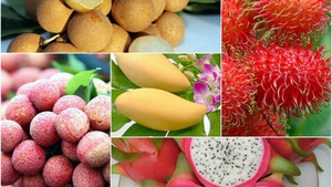 Chuẩn hóa chất lượng để giữ đà tăng trưởng xuất khẩu rau quả