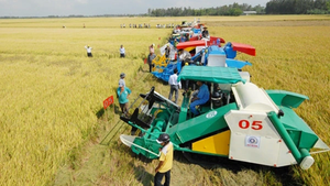 Giảm thất thoát sau thu hoạch ở Đồng bằng sông Cửu Long: Cần cú hích từ khoa học công nghệ