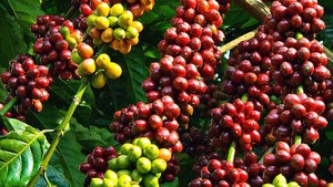Nông sản bứt phá xuất khẩu: Cà phê, trái cây và bài toán chất lượng bền vững