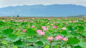 Ngược d&#242;ng nước nổi, lạc giữa thi&#234;n đường sen Đồng Th&#225;p Mười