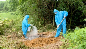 Triển khai c&#225;c giải ph&#225;p ph&#242;ng, chống Dịch tả lợn Ch&#226;u Phi 