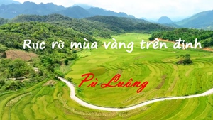 Rực rỡ m&#249;a v&#224;ng tr&#234;n đỉnh P&#249; Lu&#244;ng