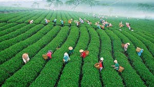 Dư địa lớn cho chè Việt trên thị trường quốc tế