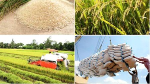 Giải ph&#225;p để xuất khẩu gạo giữ vị tr&#237; thứ hai thế giới