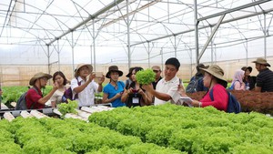 Ban Chỉ đạo quốc gia về kinh tế tập thể