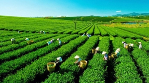 Ph&#225;t triển kinh tế n&#244;ng, l&#226;m nghiệp bền vững 
