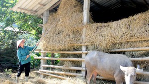 Chủ động phòng, chống rét đậm, rét hại, bảo đảm an toàn cho sản xuất nông nghiệp