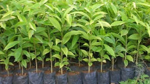 Kiểm dịch thực vật sau nhập khẩu tại khu vực cách ly