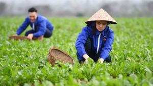 Cơ chế phát triển sản xuất liên kết theo chuỗi giá trị