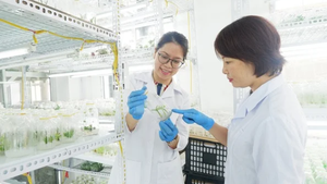 Hai mặt hàng trái cây tiềm năng hướng tới ngành hàng tỷ đô