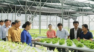 Hỗ trợ hợp tác xã ứng dụng nền tảng số, công nghệ nâng cao năng suất, chất lượng 