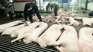 Chấn chỉnh công tác kiểm soát giết mổ gia súc