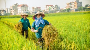 Cân đối đa mục tiêu đối với ngành lúa gạo