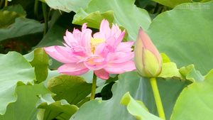 Mùa Sen Hà Nội