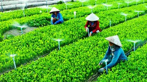 Chính sách của nhà nước về phát triển tổ hợp tác