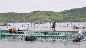 Vi phạm quy định về điều kiện nuôi trồng thủy sản bị phạt tới 70 triệu đồng