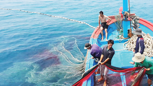 Kế hoạch mới nhằm gỡ cảnh báo "thẻ vàng" IUU trong năm 2026