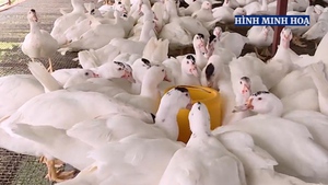 Quy định mới về xử phạt vi phạm hành chính trong chăn nuôi