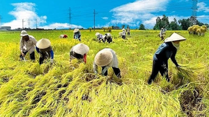 Nâng mức hỗ trợ phí bảo hiểm nông nghiệp theo nghị định mới