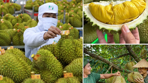 Mở rộng dư địa xuất khẩu sầu riêng