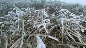Cao Bang: Frost covers top of Mount Phja Oac
