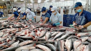 More Viet Nam’s tra fish processing factories eligible for export to U.S.